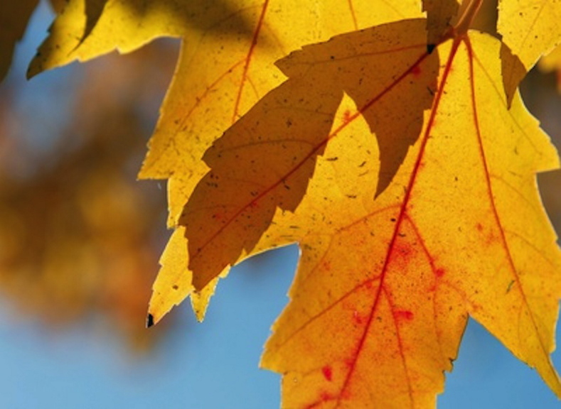 Maine's Fall Colors Are A Week Behind, And Dry, Mild Weather Continues ...